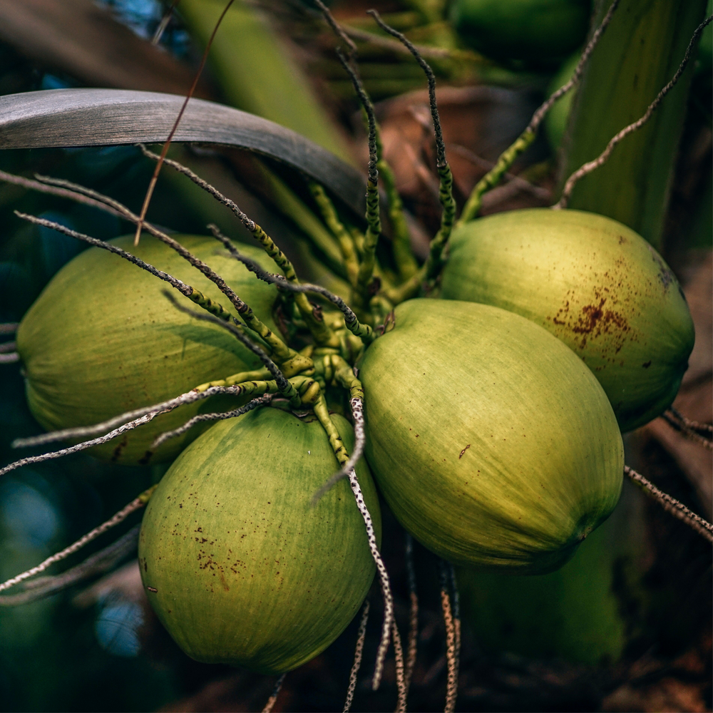 Coconut No Longer Classified as a Tree Nut: FDA Updates Food Allergen Guidance