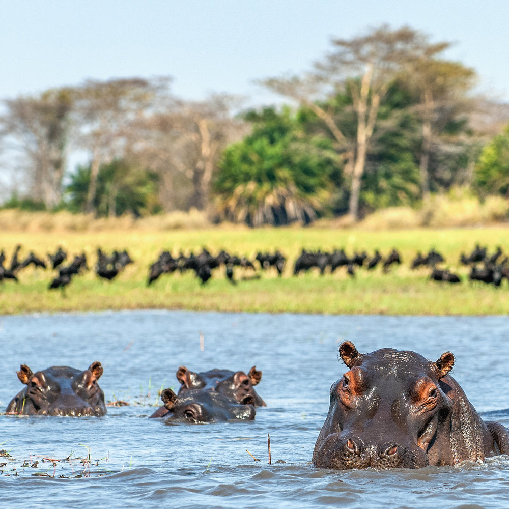 Hippopotamuses in a body of water with trees in the background