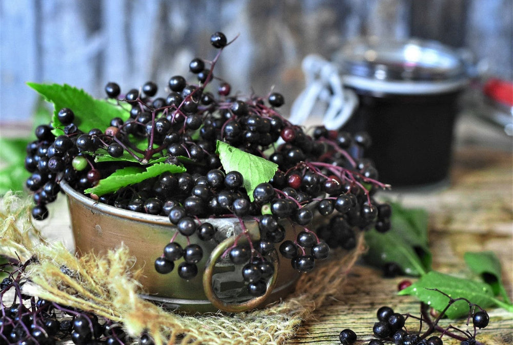 
                  
                    Elderberry Smoothie Powder
                  
                