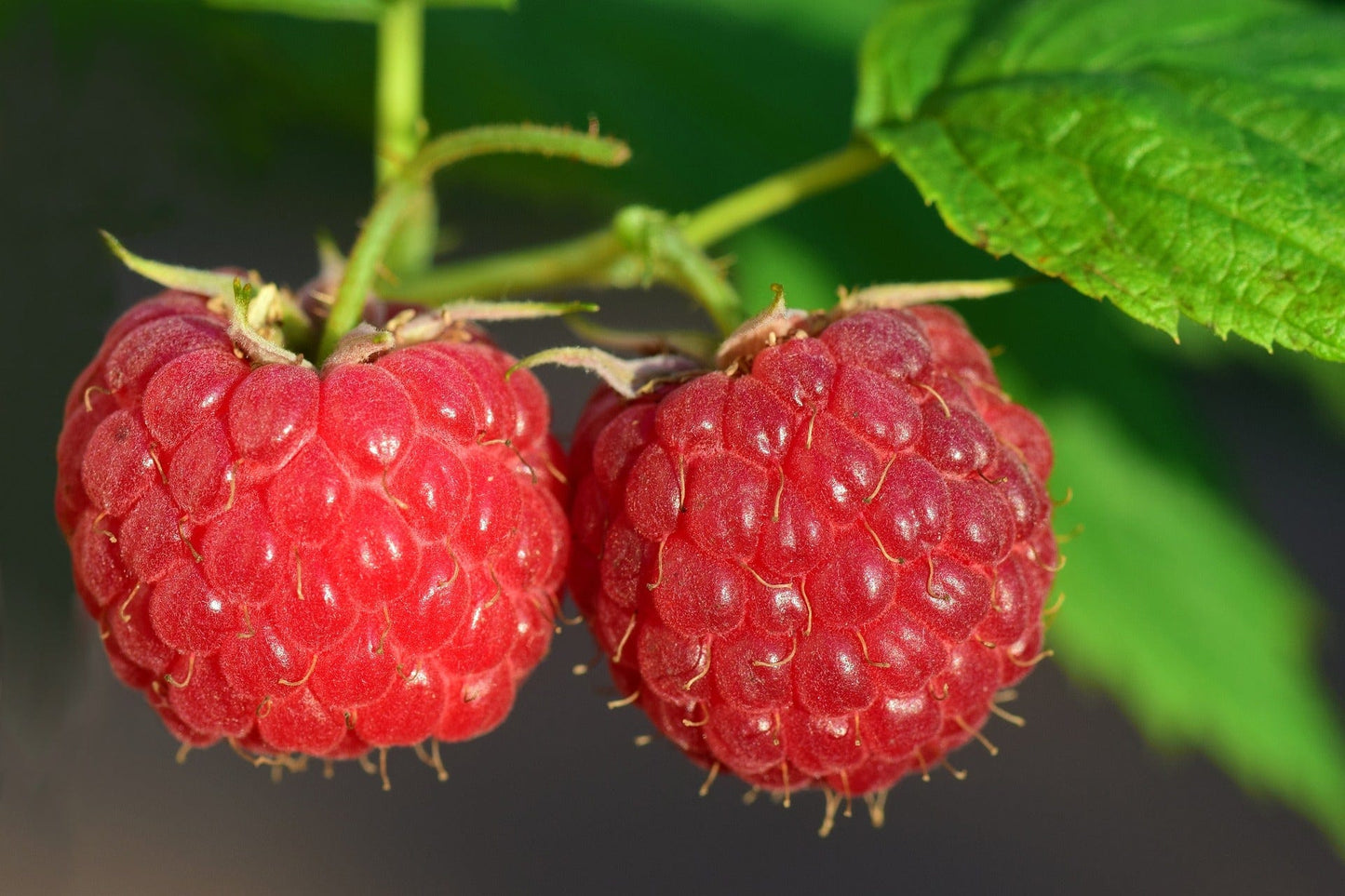 
                  
                    Raspberry Smoothie Powder
                  
                