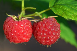 Raspberry Smoothie Powder